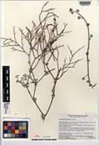 Eriogonum deserticola image