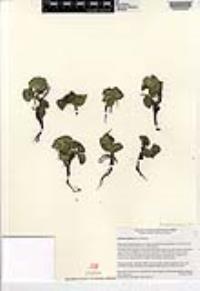 Salvinia molesta image