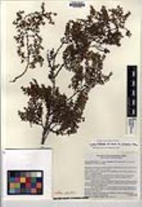 Larrea tridentata var. arenaria image