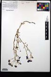 Erigeron divergens image