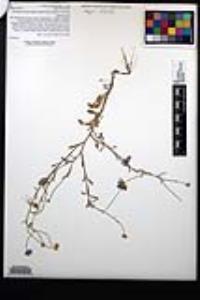 Erigeron divergens image