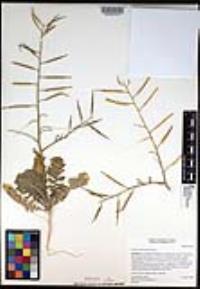 Brassica tournefortii image