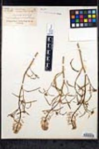Thelypodium wrightii image