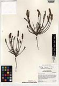 Plantago argyrea image