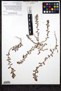 Polygonum aviculare subsp. depressum image