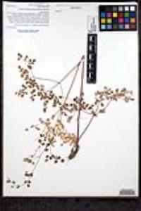 Thalictrum fendleri var. quadrinervatum image