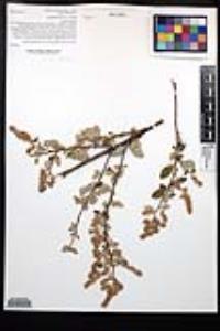 Holodiscus discolor image