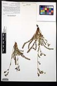 Horkelia clevelandii image