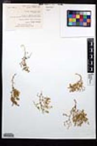 Fagonia laevis image