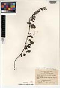 Calystegia macrostegia image
