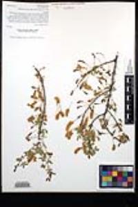 Senegalia greggii image