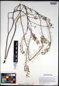 Descurainia pinnata subsp. glabra image