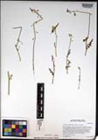 Lyrocarpa coulteri image