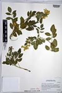 Sambucus cerulea image