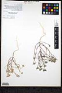 Eriastrum diffusum subsp. diffusum image