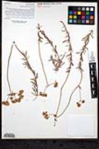 Eriogonum fasciculatum var. flavoviride image