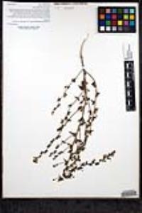 Sairocarpus pusillus image
