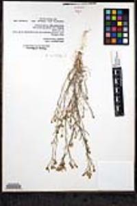 Bryantiella palmeri image