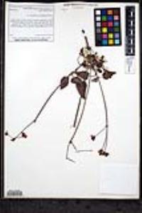 Eriogonum grande image