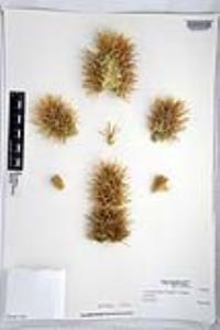 Cylindropuntia bigelovii image