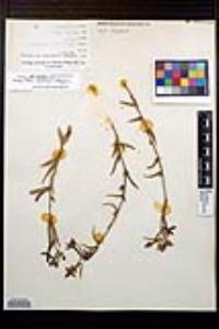 Ludwigia octovalvis subsp. octovalvis image