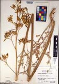 Ehrendorferia chrysantha image