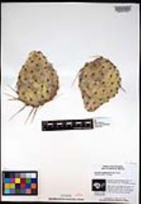 Opuntia engelmannii image