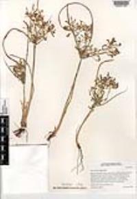 Cyperus flavicomus image