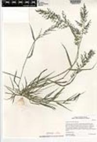 Eragrostis barrelieri image