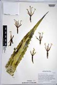 Agave cerulata image