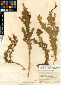 Epilobium canum subsp. garrettii image