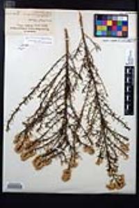 Ericameria palmeri image