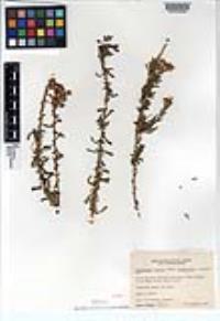 Isocoma menziesii image