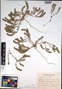 Lepidium oblongum image