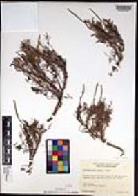 Eschscholzia ramosa image