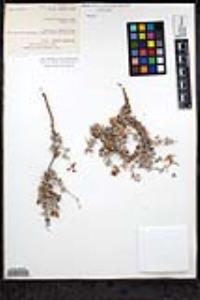 Eriogonum pondii var. pondii image