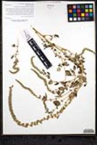 Amaranthus palmeri image