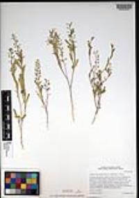 Lepidium lasiocarpum var. latifolium image