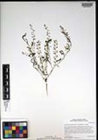 Lepidium lasiocarpum var. latifolium image