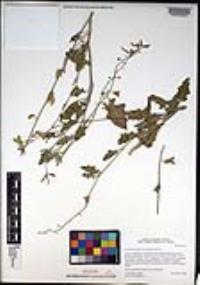Lyrocarpa coulteri image
