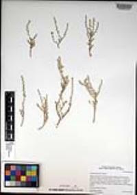 Atriplex julacea image