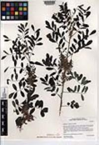 Indigofera suffruticosa image