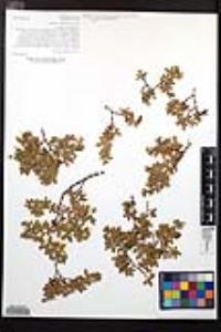 Larrea tridentata image