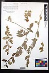 Viscainoa geniculata var. pinnata image