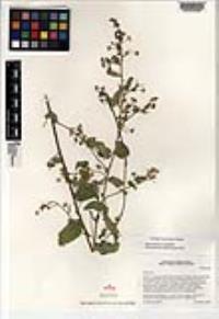 Sida glutinosa image
