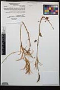 Chylismia cardiophylla subsp. cardiophylla image