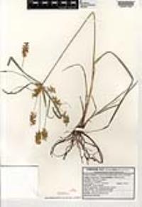 Cyperus hermaphroditus image