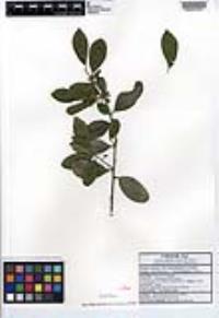 Ilex brandegeeana image