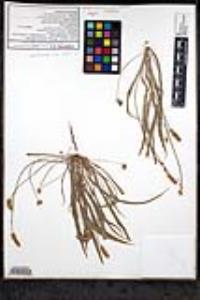 Plantago ovata image