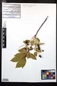 Prunus serotina subsp. virens image